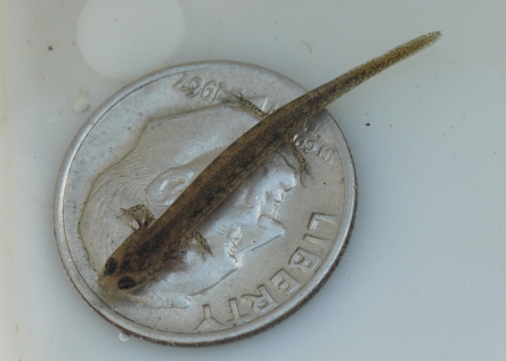 Northern Two-lined Salamander